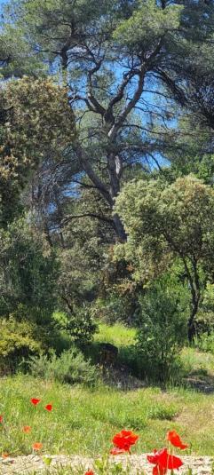 Апарт отель Les Bois De Zola Entre Provence Et Luberon Saint-Esteve-Janson Номер фото